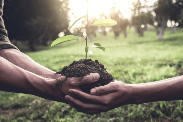 Adubação Simplificada: Nutrindo Suas Plantas em Espaços Pequenos