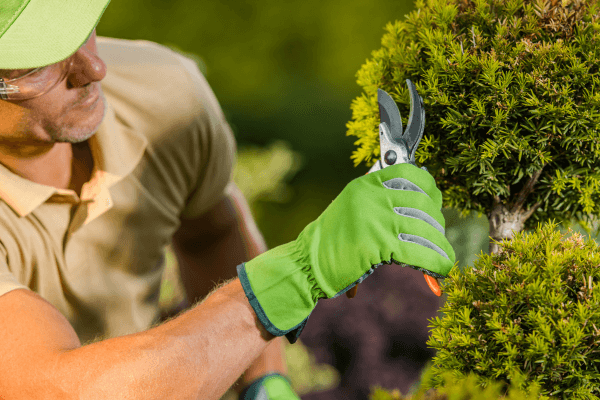 Poda Básica: Mantendo Suas Plantas Bonitas e Saudáveis